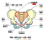 仙腸関節.png